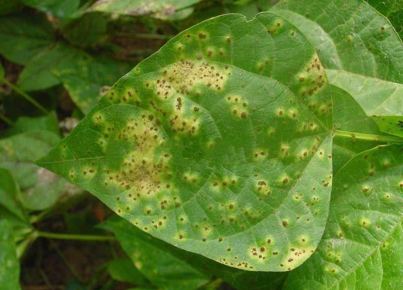 Number of rust cases in Brazil four times the five-year average